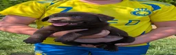 Labrador Retriever honden te koop: Prachtige super sociale labrador pups  - Advertentie 24