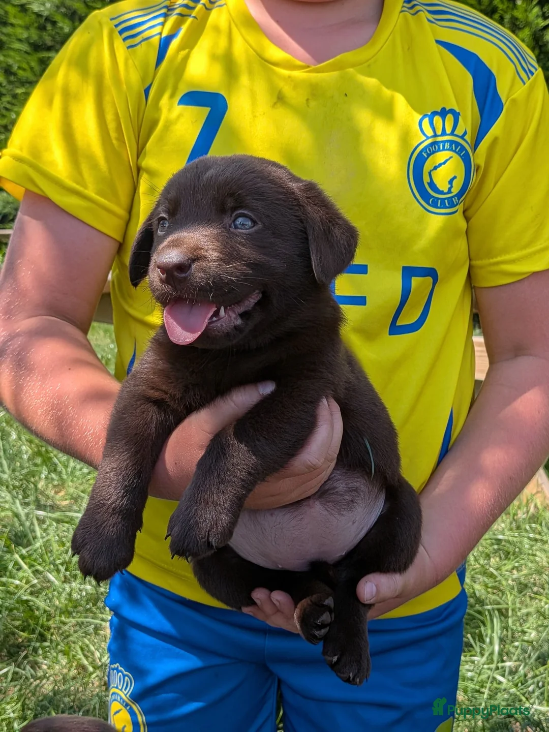 Labrador Retriever honden te koop: Prachtige super sociale labrador pups  - Advertentie 24