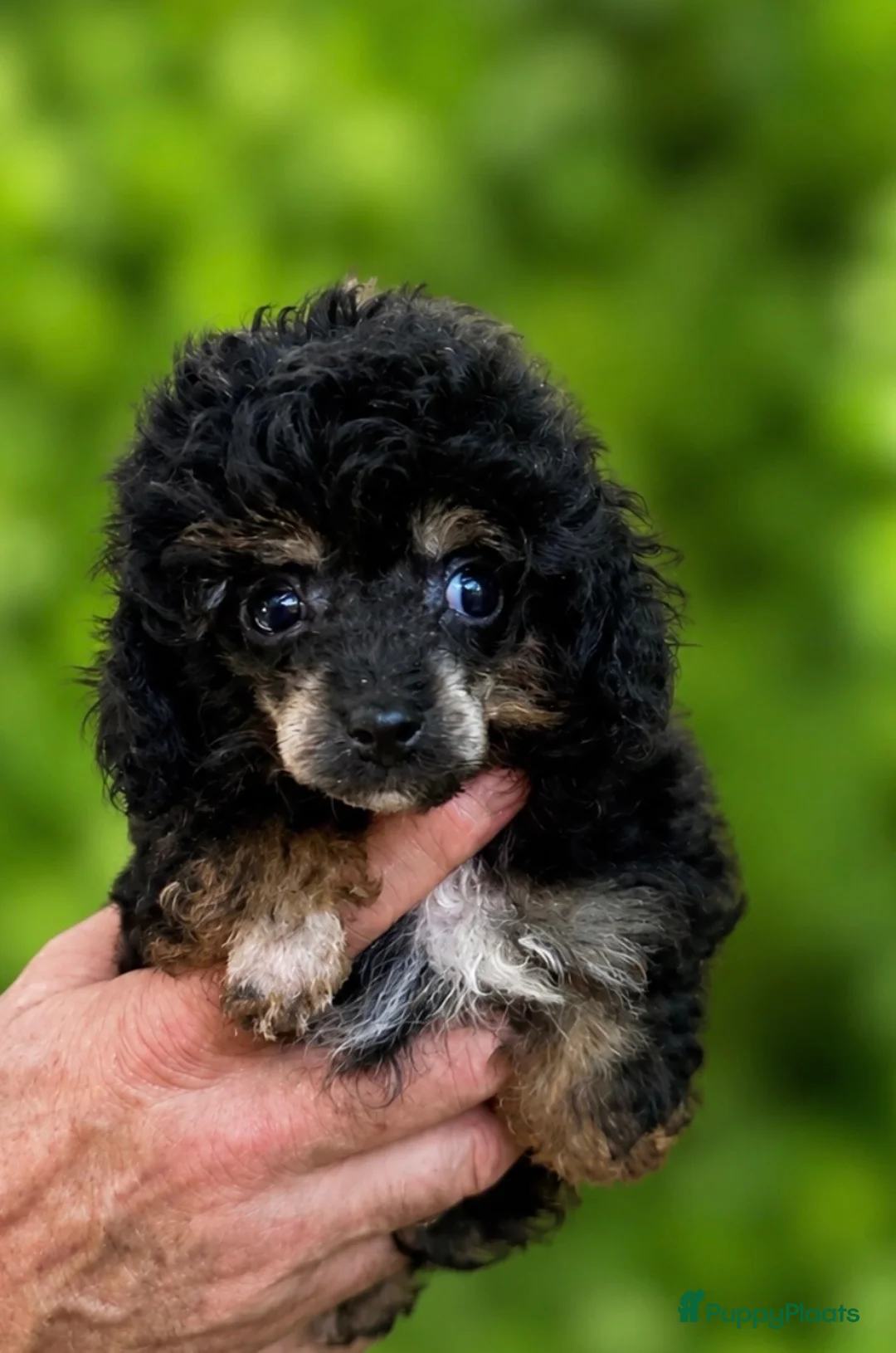 Poedel Toy honden te koop: Drie toy poedel pupjes  - Advertentie 2