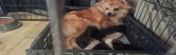 Pomeriaan honden te koop: Zeldzaam mooi blauwe pomeriaan reutjes  - Advertentie 3