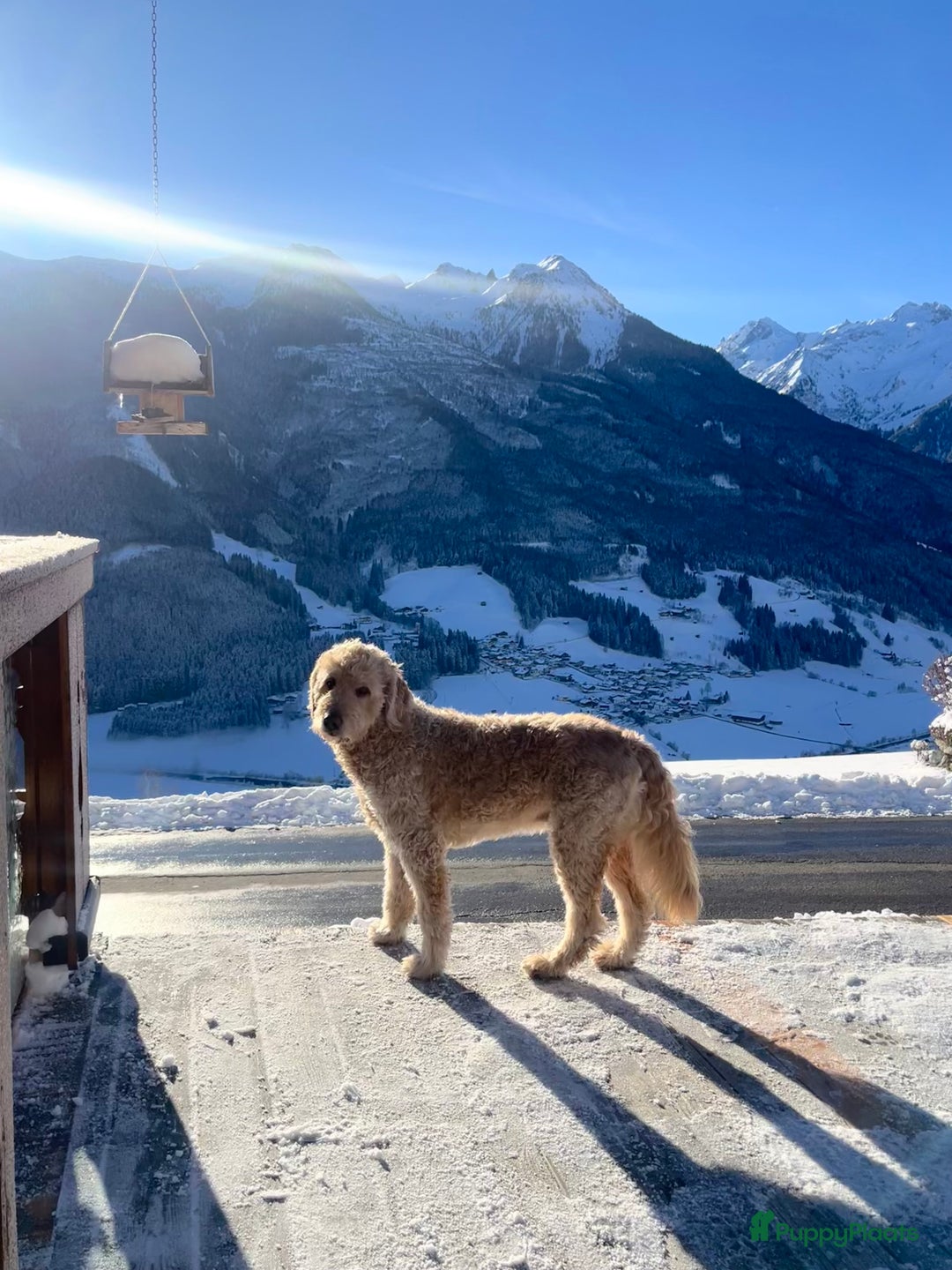 Goldendoodle honden ter dekking: Amerikaanse Dekreu - 1e generatie - Goldendoodle in Alkmaar - Afbeelding 2