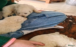 Zwitserse Witte Herdershond honden te koop: super mooie goed gesocialiseerd witte herder pups  - Afbeelding 2