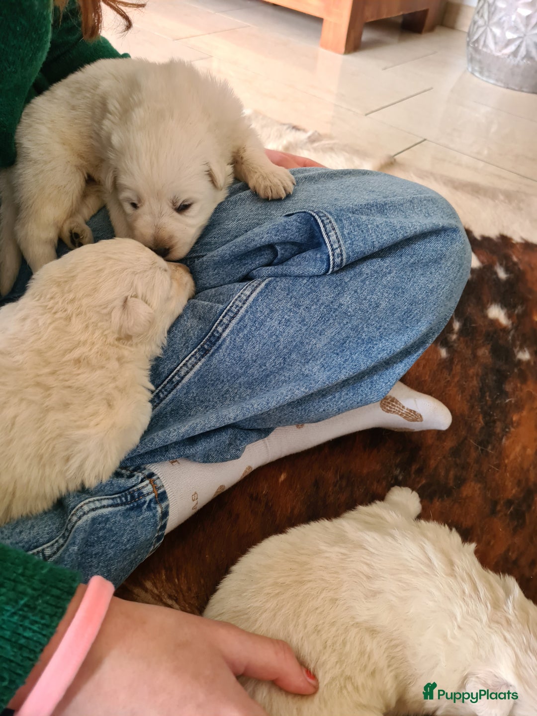 Zwitserse Witte Herdershond honden te koop: super mooie goed gesocialiseerd witte herder pups  - Afbeelding 2