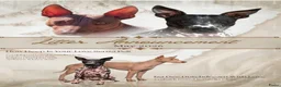 Amerikaanse Naakthond honden te koop: Prachtige Amerikaanse naakt hondjes - Advertentie 4