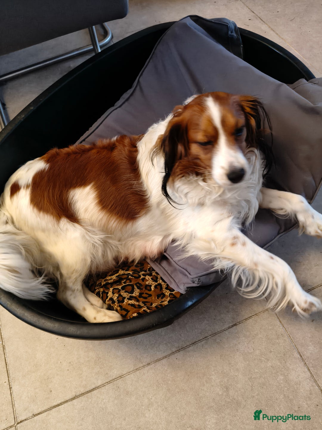 Kooikerhondje honden te koop: Lieve Kooikerpups beschikbaar reserveren nu  - Advertentie 3