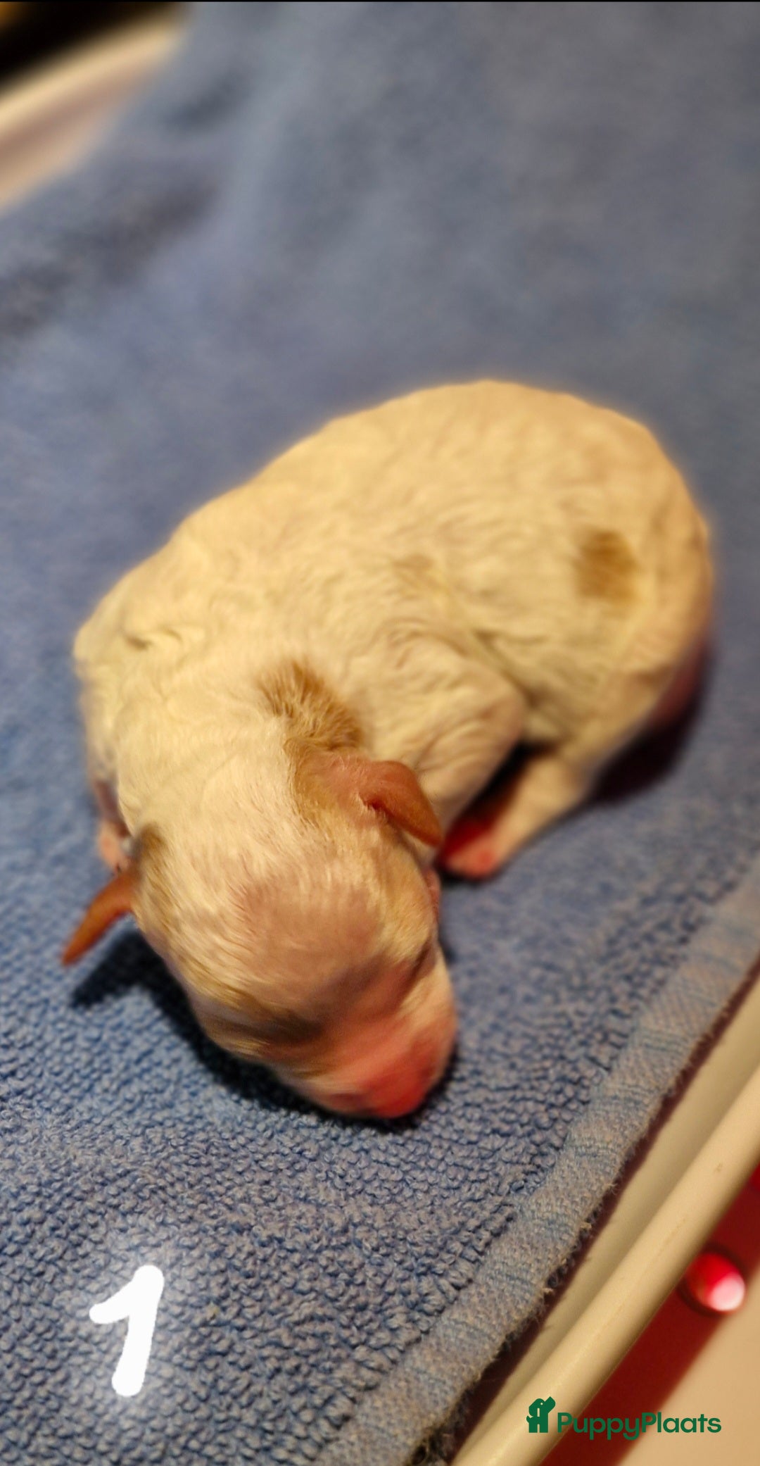 Poedel Toy honden te koop: 3 toy poedel reutjes - Advertentie 2