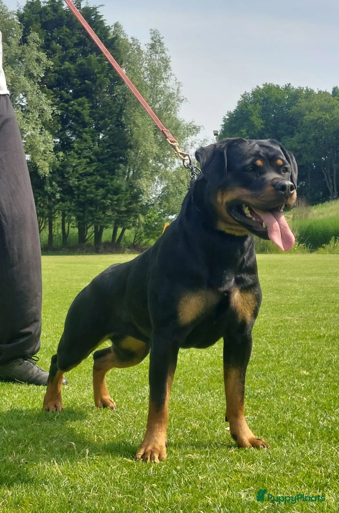 Rottweiler honden te koop: Rottweiler pups met stamboom  - Advertentie 5