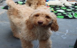 Labradoodle honden te koop: LABRADOODLE TEEFJE - Afbeelding 3