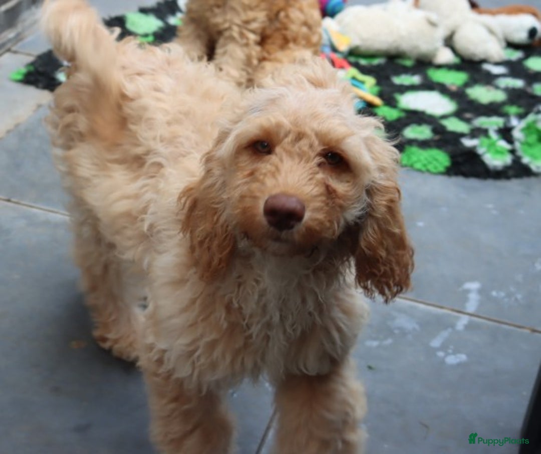 Labradoodle honden te koop: LABRADOODLE TEEFJE - Afbeelding 3