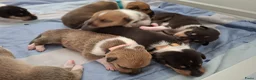 Schotse Herdershond korthaar honden te koop: Schotse herdershond korthaar  - Advertentie 12