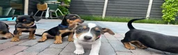 Jack Russel Terriër honden te koop: Jack Russel pups - Advertentie 4