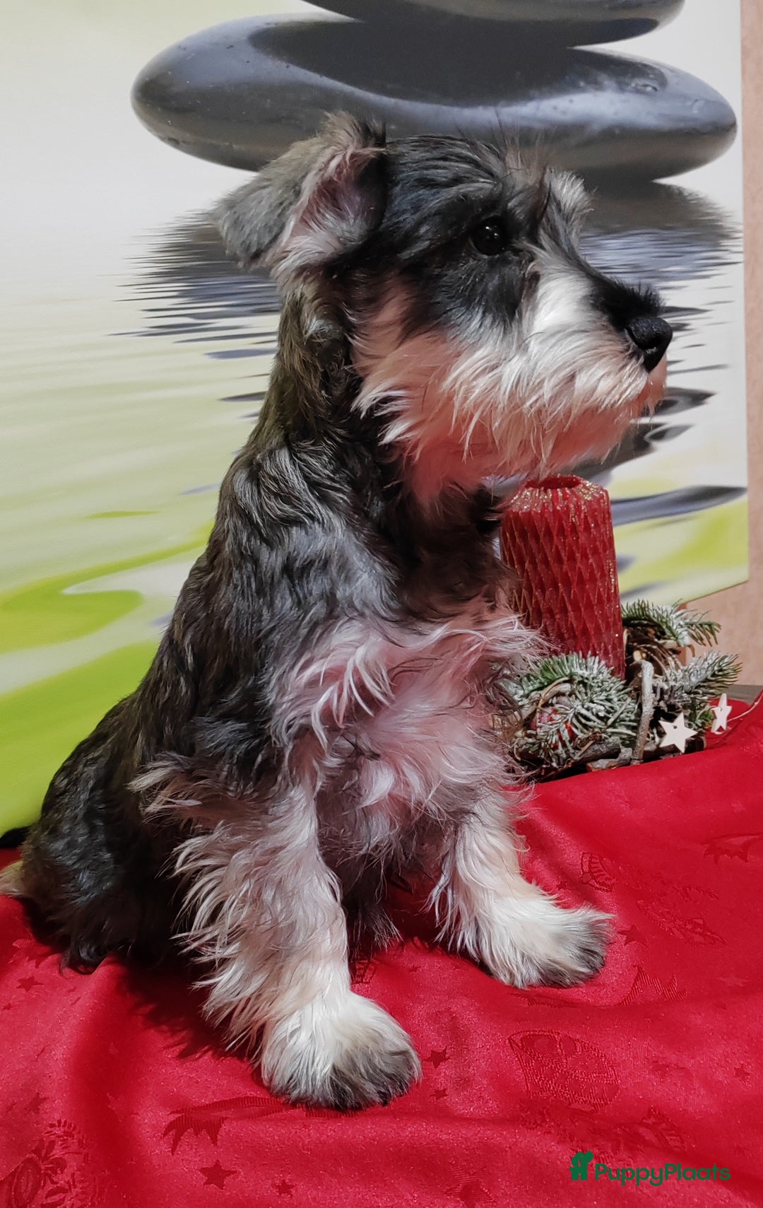 Dwergschnauzer honden te koop: Dwergschnauzer pups - Advertentie 4