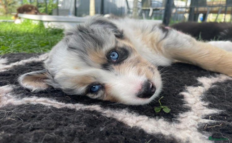 Australian Shepherd honden - Advertentie 1