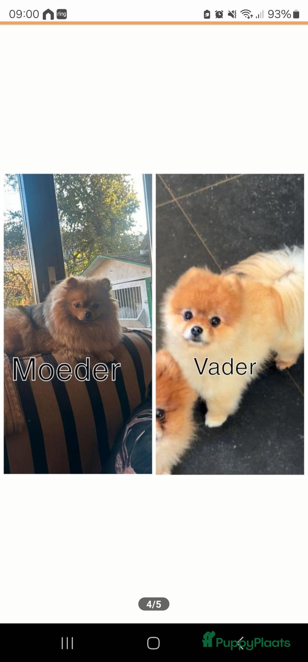 Pomeriaan honden te koop: Pomeriaan teefje  - Advertentie 4