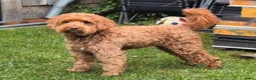 Australian Labradoodle honden te koop:  Australiën Labradoodle (medium) pups - Advertentie 3
