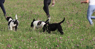Australian Labradoodle honden - Advertentie 5