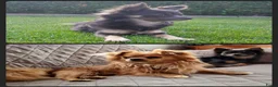 Chihuahua honden te koop: Chihuahua pups - Advertentie 16