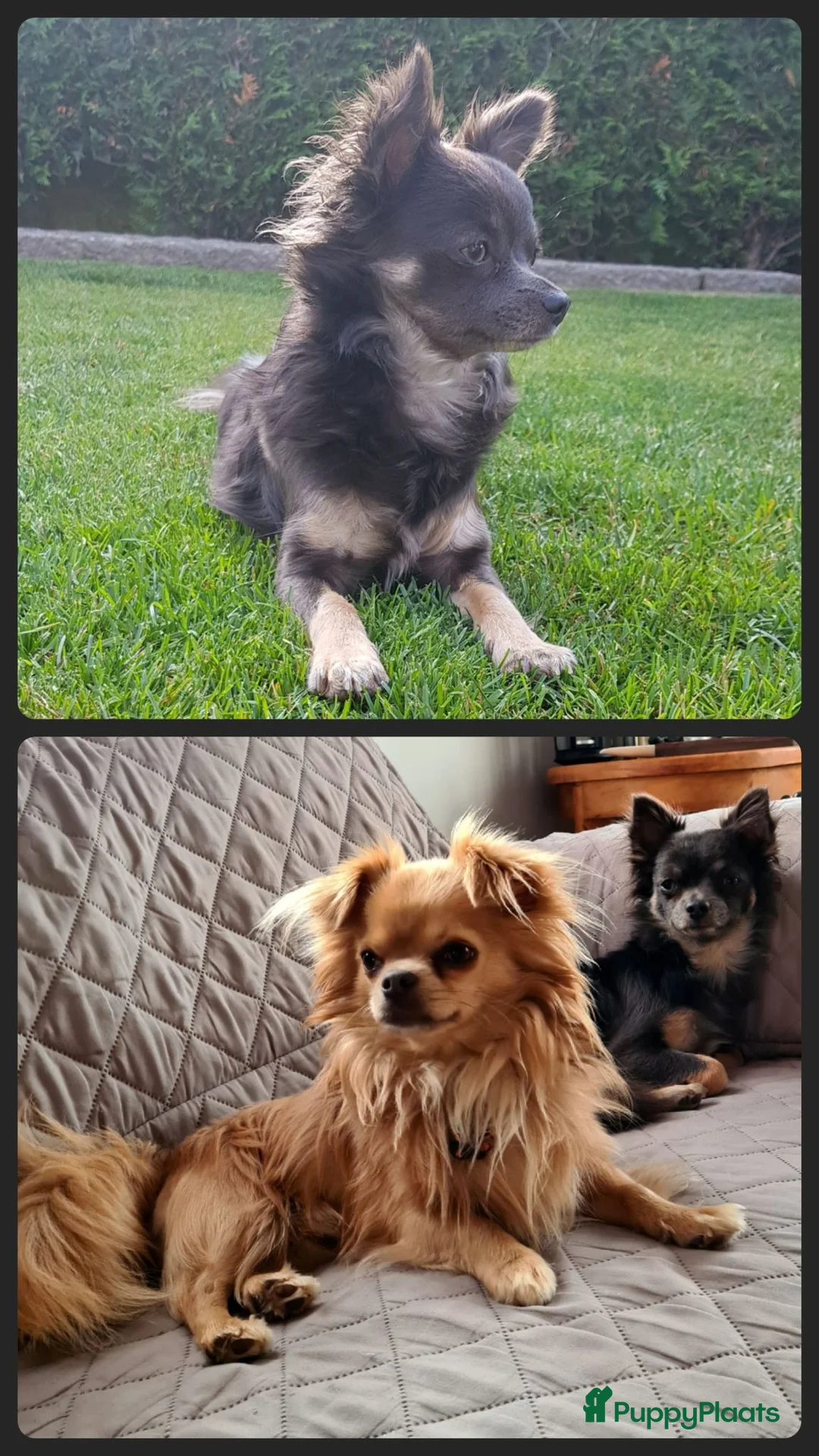 Chihuahua honden te koop: Chihuahua pups - Advertentie 16