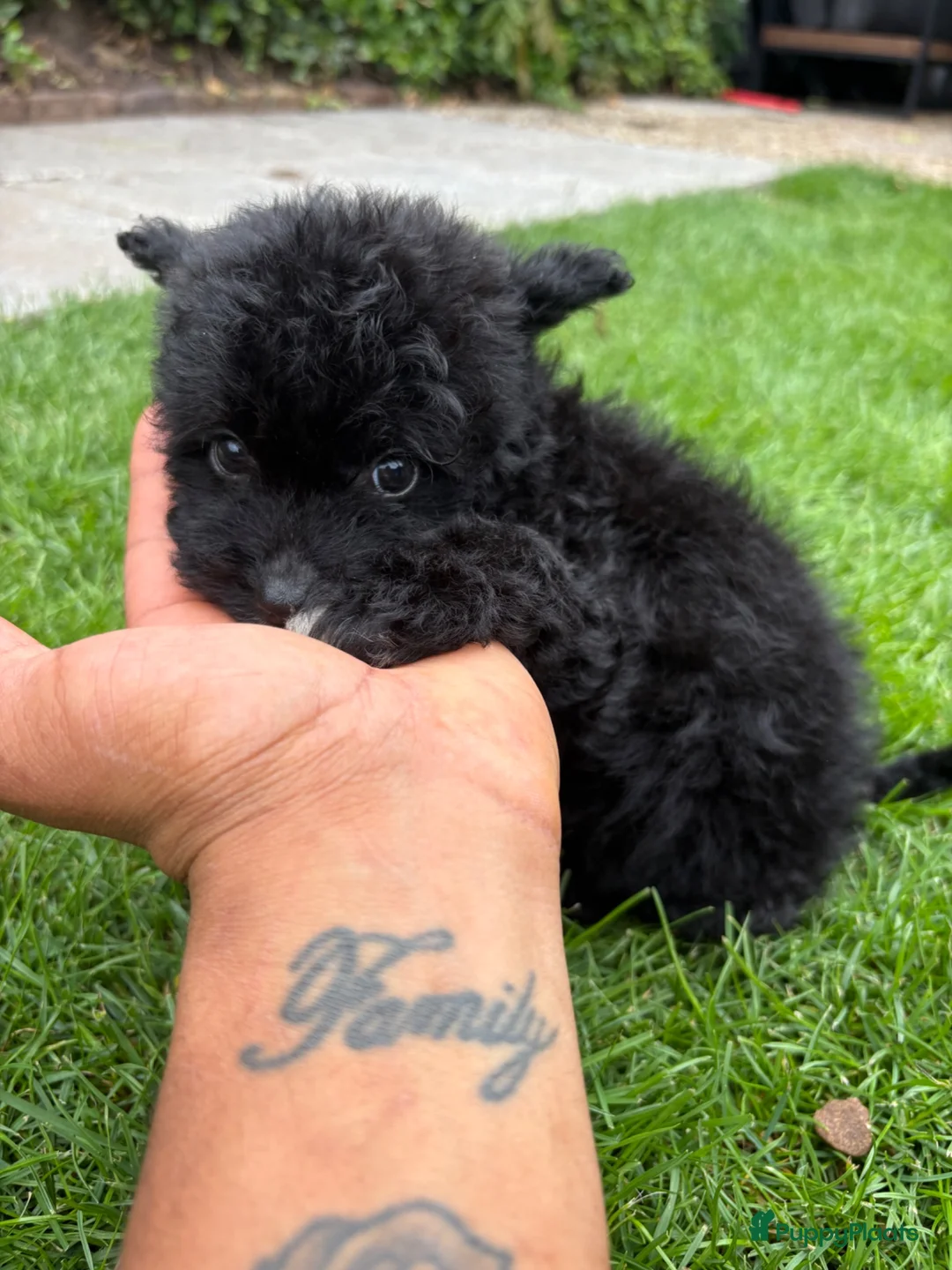 Kruising honden te koop: Lieve puppy’s 🐶  - Advertentie 1