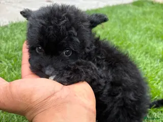 Kruising honden Lieve puppy’s 🐶 - Advertentie 4