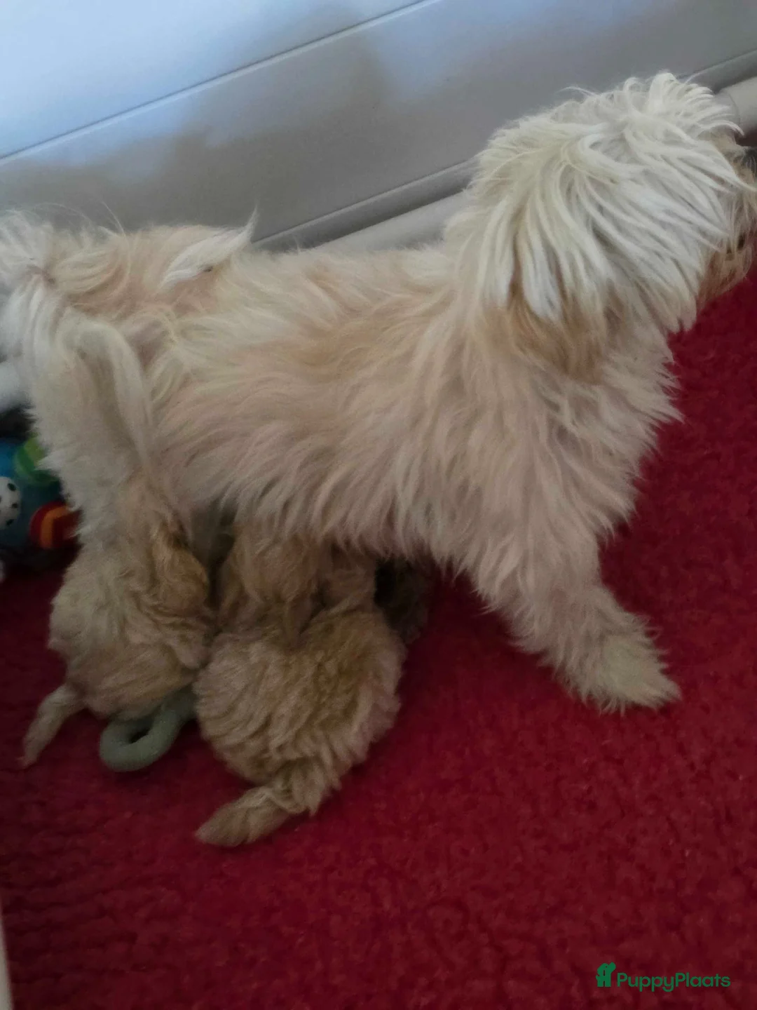 Maltipoo honden te koop: Mooie Lieve Maltipoo Maltezer / toypoedel pup - Advertentie 39