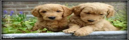 Goldendoodle honden te koop: Goldendoodle pups. Zie omschrijving. - Advertentie 21