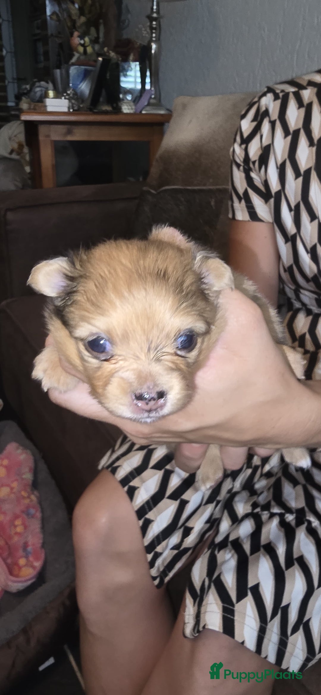 Pomchi honden te koop: Mooie pomchi puppy's - Afbeelding 7
