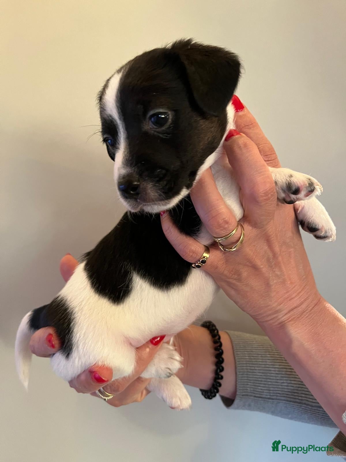 Jack Russel Terriër honden NOG 1 JACK RUSSELL TEEFJE BESCHIKBAAR - Advertentie 1