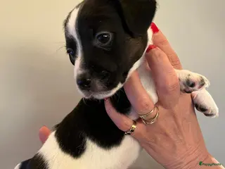 Jack Russel Terriër honden NOG 1 JACK RUSSELL TEEFJE BESCHIKBAAR - Advertentie 1