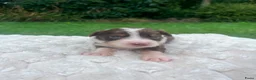 Australian Shepherd honden te koop: Nog 4 Australische Herder pups beschikbaar! - Advertentie 7