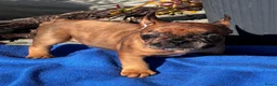 Franse Bulldog honden te koop: Prachtige Franse bulldog pups  - Advertentie 4