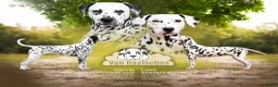 Dalmatiër honden te koop: Dalmatiër pups met stamboom  in Baarle-Nassau - Advertentie 6