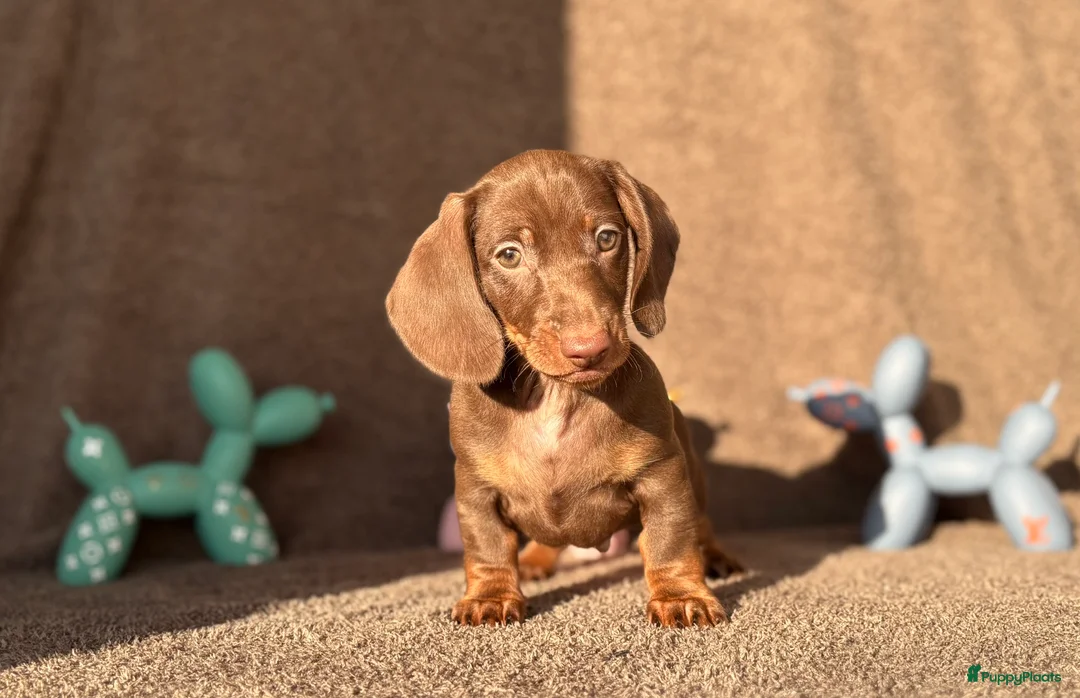 Teckel (korthaar)  honden te koop: Mooie choco ten pup - Advertentie 7