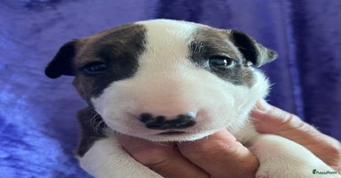 Bull Terriër honden - Advertentie 6