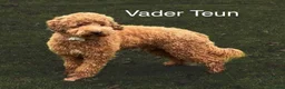 Australian Labradoodle honden te koop: Medium Australian Labradoodle puppy's - Advertentie 4