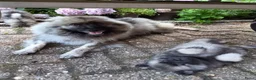 Keeshond honden te koop: Wolfschrauwe keeshond pup in Hooghalen - Advertentie 7