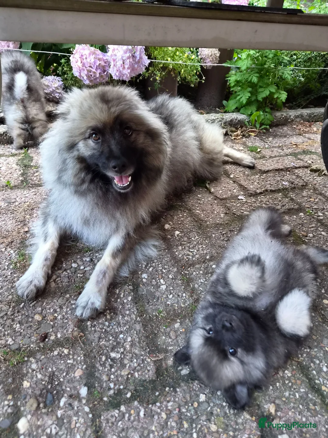 Keeshond honden te koop: Wolfschrauwe keeshond pup in Hooghalen - Advertentie 7