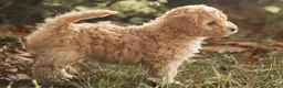 Poedel Toy honden te koop: 5 lieve Mini Toy Poedel pups zoeken een fijn thuis - Advertentie 16