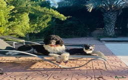 Poedel honden te koop: Prachtig mooi harlekijn koningspoedel teefje✨🐾 - Advertentie 14