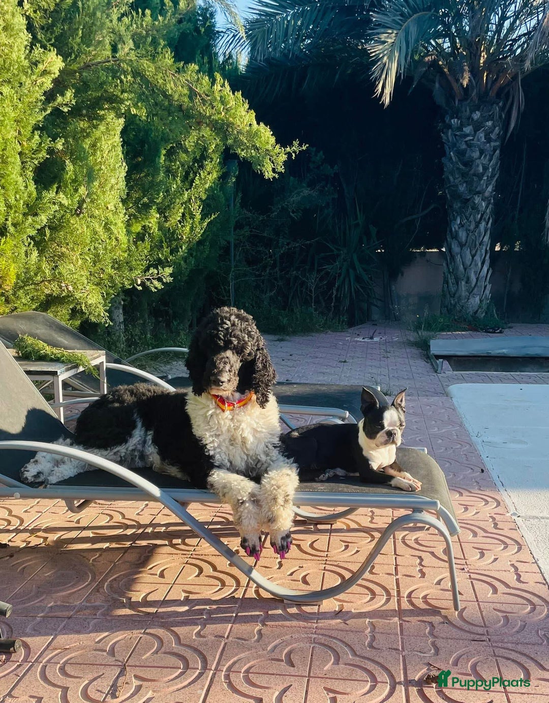 Poedel honden te koop: Prachtig mooi harlekijn koningspoedel teefje✨🐾 - Advertentie 14