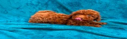 Poedel Toy honden te koop: toy poedel pups rood - Advertentie 7