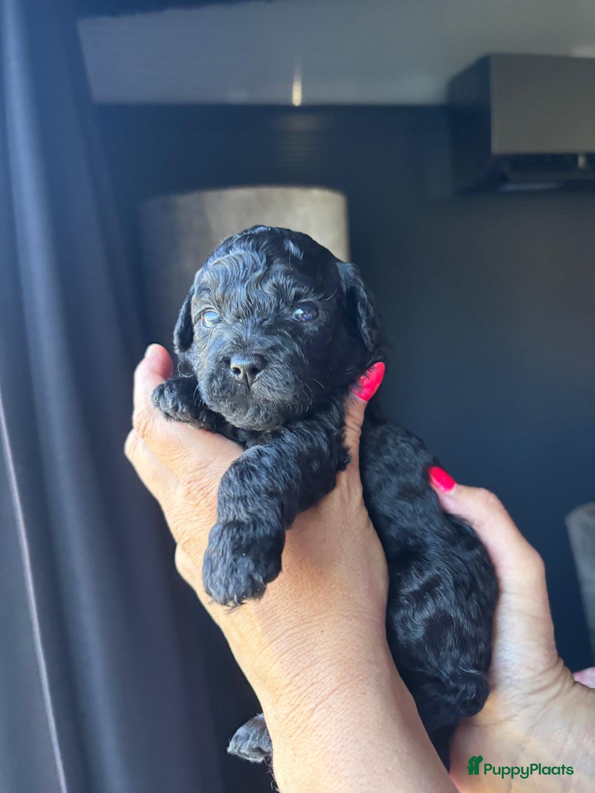 Kruising honden Super mooie boompoo pups  - Advertentie 1