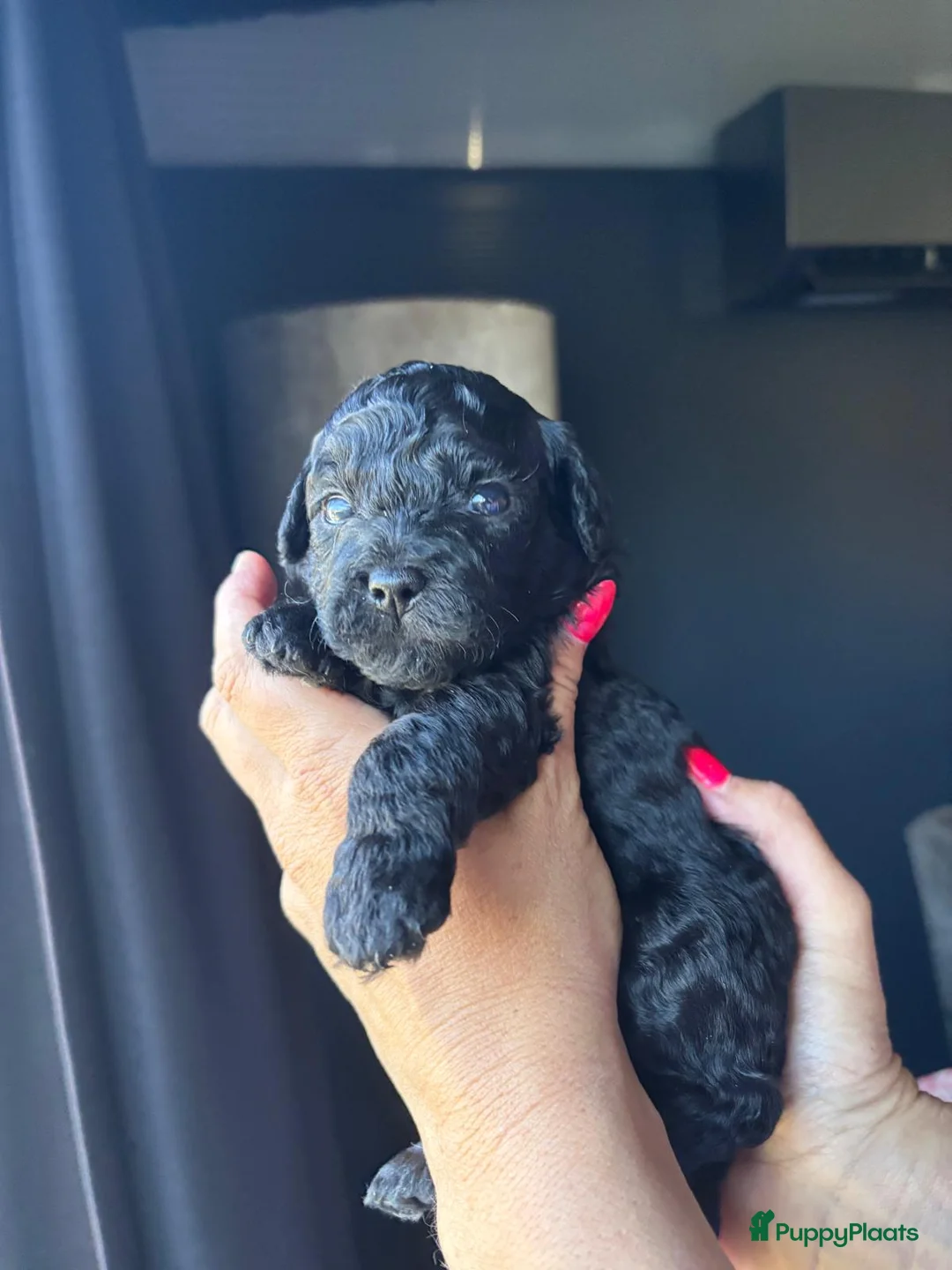 Kruising honden te koop: Super mooie boompoo pups  - Advertentie 1