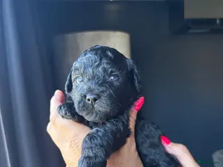 Kruising honden Super mooie boompoo pups - Advertentie 1