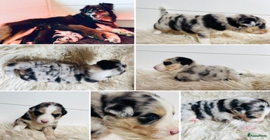 Australian Shepherd honden - Advertentie 15