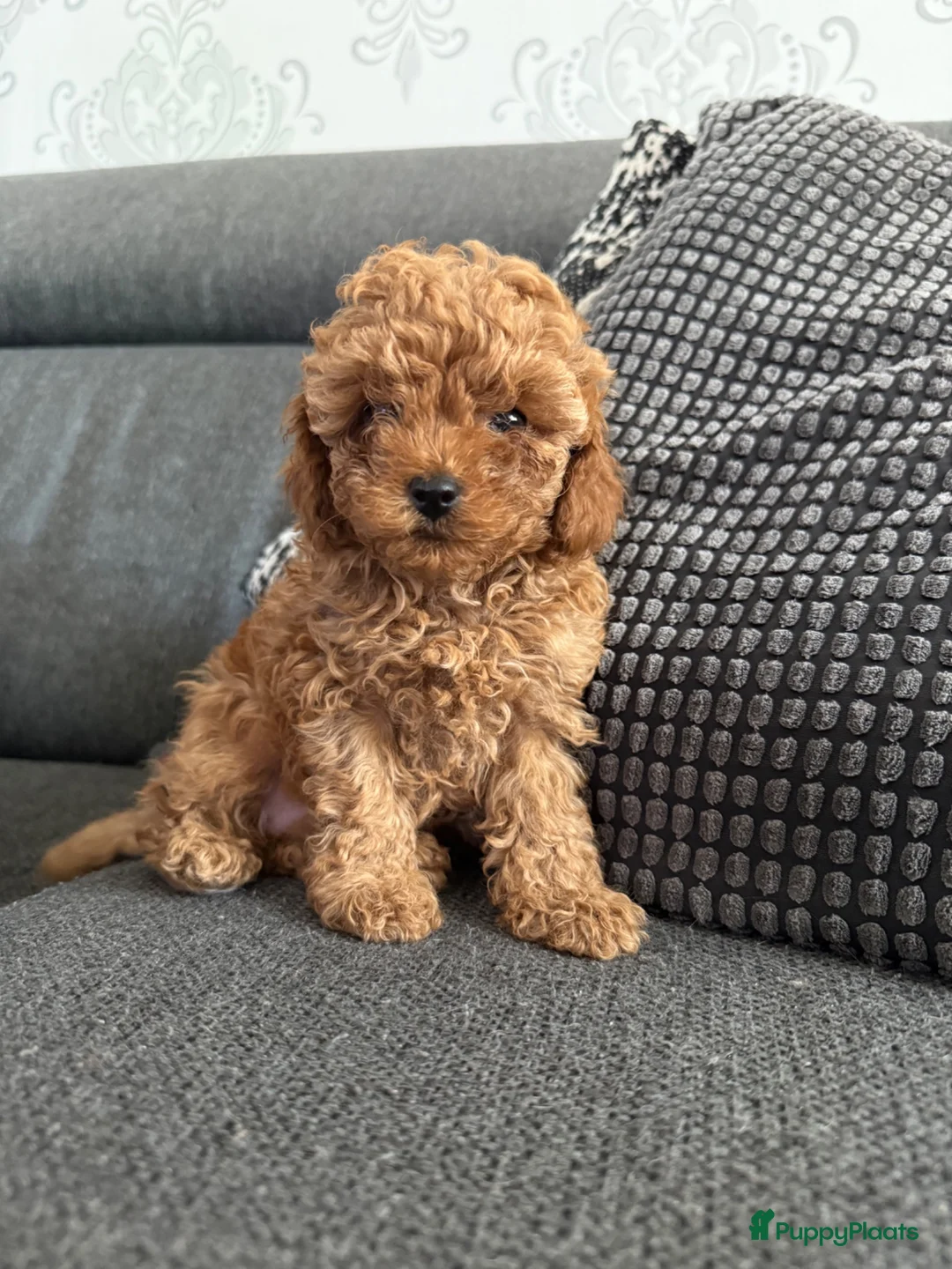 Kruising honden te koop: Prachtige dwerg-toy poedels.  - Advertentie 2