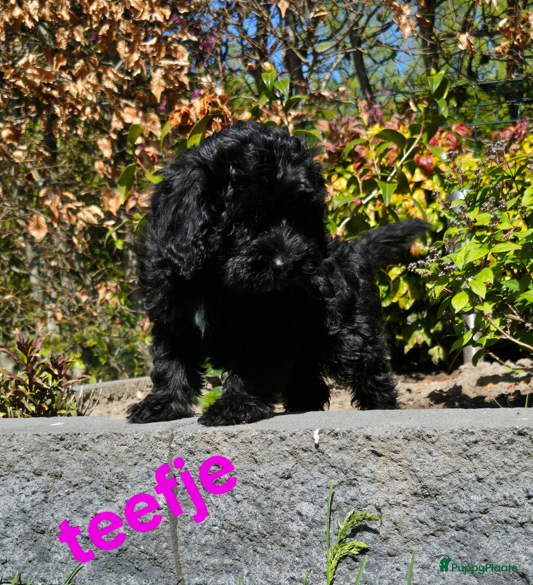 Goldendoodle honden Gezonde mini doodle x toypoedel pups hypoallergeen - Advertentie 2