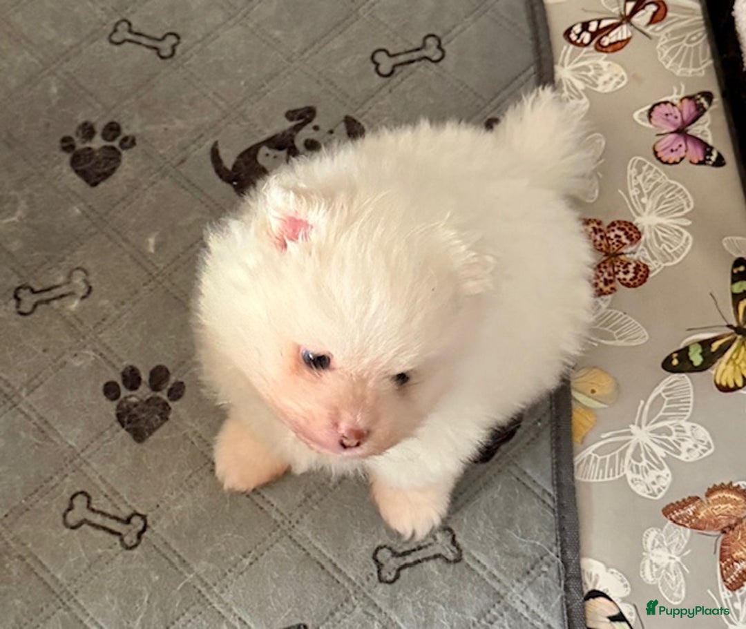 Pomeriaan honden te koop: Prachtig wit pomeriaan pupje, reu  - Advertentie 5