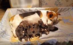 Jack Russel Terriër honden te koop: Pups: Jack Russel X Keeshond - Afbeelding 10