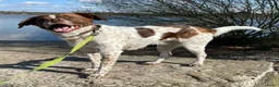 Kruising honden ter adoptie: Jopie - Advertentie 2